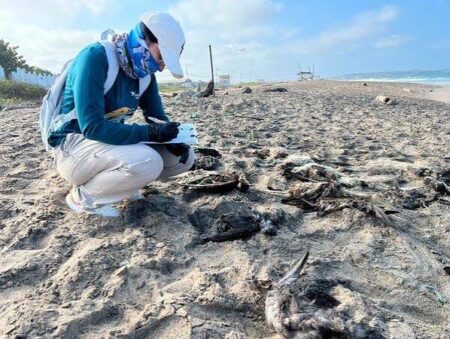 Carcass of birds that died as a result of extreme heat